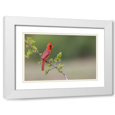 Male Northern Cardinal Rio Grande Valley-Texas White Modern Wood Framed Art Print with Double Matting by Jones, Adam