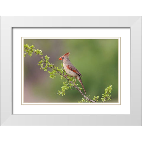 Female Northern Cardinal Rio Grande Valley-Texas White Modern Wood Framed Art Print with Double Matting by Jones, Adam