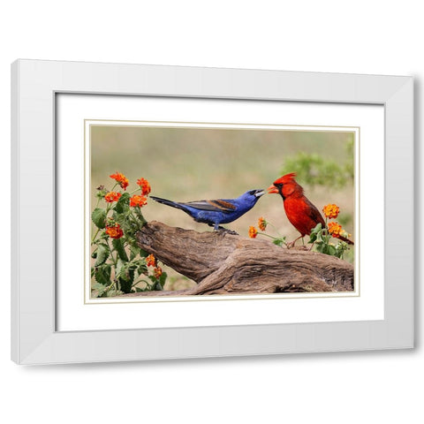 Blue grosbeak and male Northern cardinal fighting Rio Grande Valley-Texas White Modern Wood Framed Art Print with Double Matting by Jones, Adam