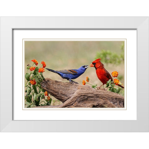 Blue grosbeak and male Northern cardinal fighting Rio Grande Valley-Texas White Modern Wood Framed Art Print with Double Matting by Jones, Adam