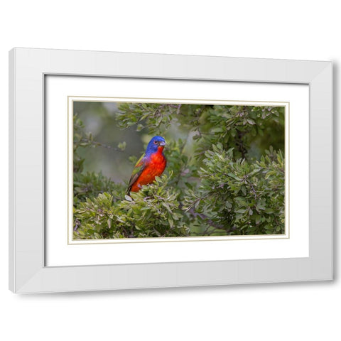 Painted bunting Rio Grande Valley-Texas White Modern Wood Framed Art Print with Double Matting by Jones, Adam