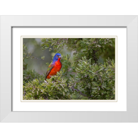Painted bunting Rio Grande Valley-Texas White Modern Wood Framed Art Print with Double Matting by Jones, Adam