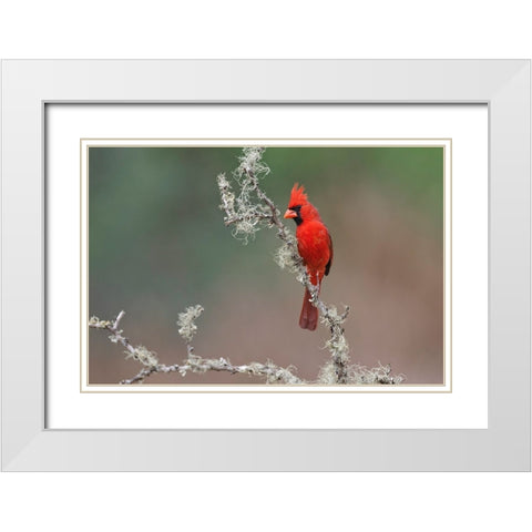 Male Northern Cardinal Rio Grande Valley-Texas White Modern Wood Framed Art Print with Double Matting by Jones, Adam