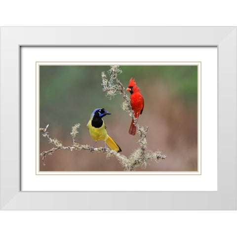 Male Northern Cardinal Rio Grande Valley-Texas White Modern Wood Framed Art Print with Double Matting by Jones, Adam