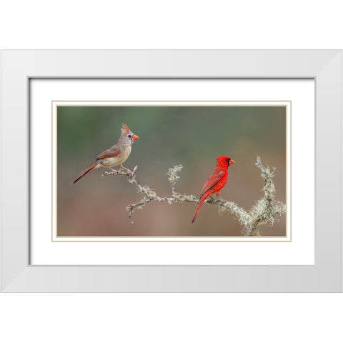 Male and female Northern Cardinals Rio Grande Valley-Texas White Modern Wood Framed Art Print with Double Matting by Jones, Adam
