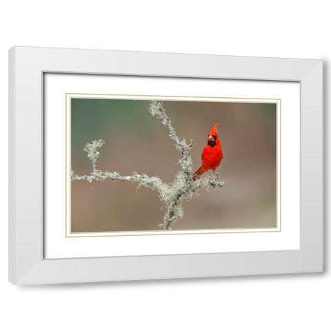 Male Northern Cardinal Rio Grande Valley-Texas White Modern Wood Framed Art Print with Double Matting by Jones, Adam