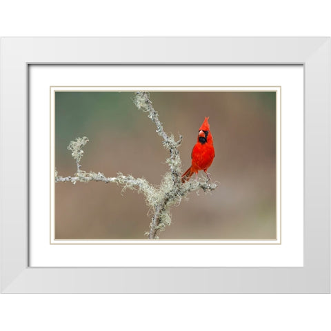 Male Northern Cardinal Rio Grande Valley-Texas White Modern Wood Framed Art Print with Double Matting by Jones, Adam