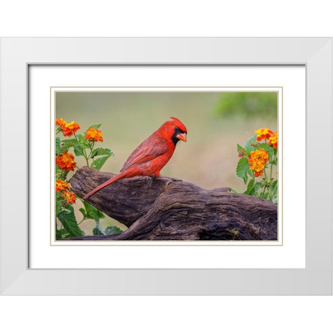 Male cardinal and flowers-Rio Grande Valley-Texas White Modern Wood Framed Art Print with Double Matting by Jones, Adam