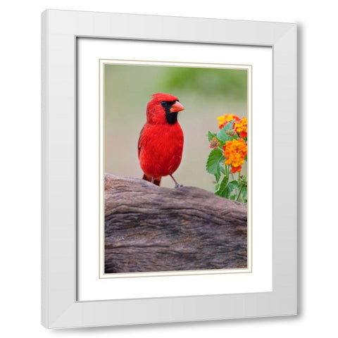 Male cardinal and flowers-Rio Grande Valley-Texas White Modern Wood Framed Art Print with Double Matting by Jones, Adam