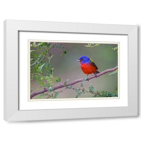 Painted bunting Rio Grande Valley-Texas White Modern Wood Framed Art Print with Double Matting by Jones, Adam
