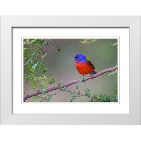 Painted bunting Rio Grande Valley-Texas White Modern Wood Framed Art Print with Double Matting by Jones, Adam