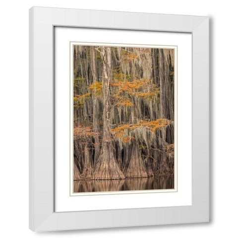 Bald Cypress tree draped in Spanish moss with fall colors Caddo Lake State Park-Uncertain-Texas White Modern Wood Framed Art Print with Double Matting by Jones, Adam