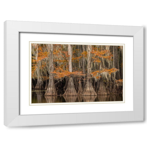 Bald Cypress tree draped in Spanish moss with fall colors Caddo Lake State Park-Uncertain-Texas White Modern Wood Framed Art Print with Double Matting by Jones, Adam