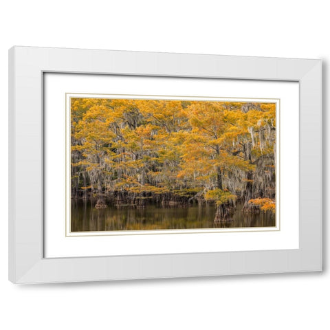 Bald Cypress tree draped in Spanish moss with fall colors Caddo Lake State Park-Uncertain-Texas White Modern Wood Framed Art Print with Double Matting by Jones, Adam