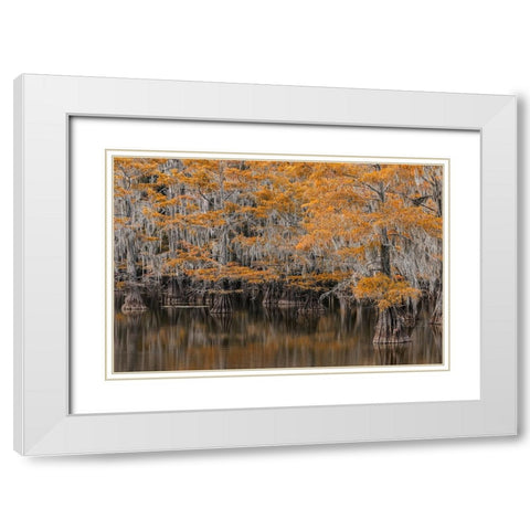 Bald Cypress tree draped in Spanish moss with fall colors Caddo Lake State Park-Uncertain-Texas White Modern Wood Framed Art Print with Double Matting by Jones, Adam