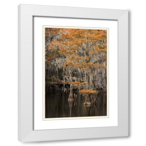 Bald Cypress tree draped in Spanish moss with fall colors Caddo Lake State Park-Uncertain-Texas White Modern Wood Framed Art Print with Double Matting by Jones, Adam