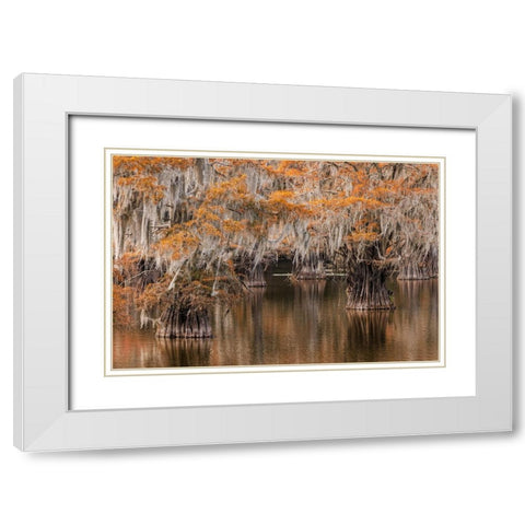 Bald Cypress tree draped in Spanish moss with fall colors Caddo Lake State Park-Uncertain-Texas White Modern Wood Framed Art Print with Double Matting by Jones, Adam