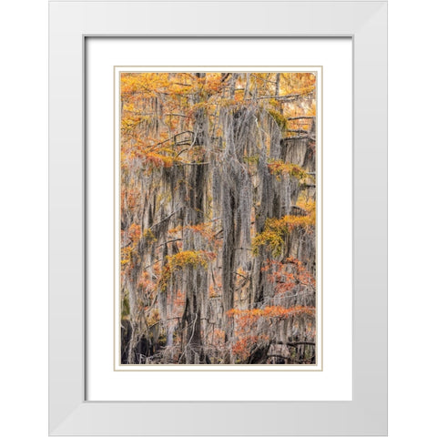 Bald Cypress tree draped in Spanish moss with fall colors Caddo Lake State Park-Uncertain-Texas White Modern Wood Framed Art Print with Double Matting by Jones, Adam