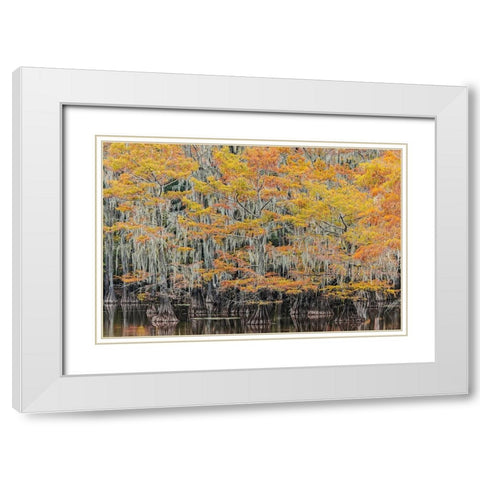 Bald Cypress tree draped in Spanish moss with fall colors Caddo Lake State Park-Uncertain-Texas White Modern Wood Framed Art Print with Double Matting by Jones, Adam