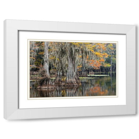 Bald Cypress tree draped in Spanish moss with fall colors Caddo Lake State Park-Uncertain-Texas White Modern Wood Framed Art Print with Double Matting by Jones, Adam