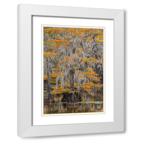 Bald Cypress tree draped in Spanish moss with fall colors Caddo Lake State Park-Uncertain-Texas White Modern Wood Framed Art Print with Double Matting by Jones, Adam