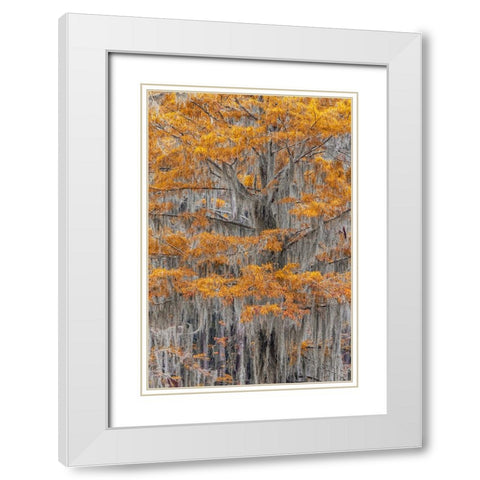 Bald Cypress tree draped in Spanish moss with fall colors Caddo Lake State Park-Uncertain-Texas White Modern Wood Framed Art Print with Double Matting by Jones, Adam