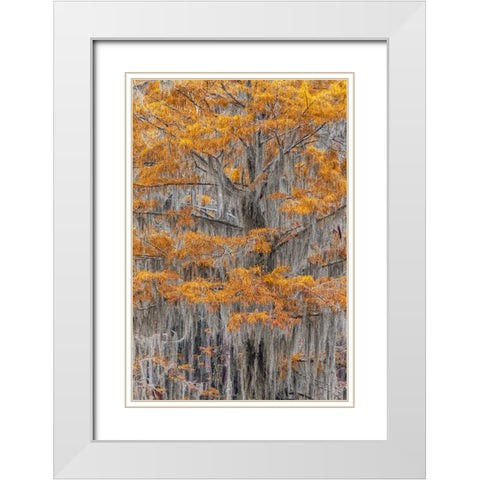 Bald Cypress tree draped in Spanish moss with fall colors Caddo Lake State Park-Uncertain-Texas White Modern Wood Framed Art Print with Double Matting by Jones, Adam
