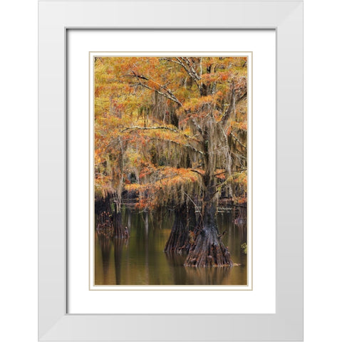 Bald Cypress tree draped in Spanish moss with fall colors Caddo Lake State Park-Uncertain-Texas White Modern Wood Framed Art Print with Double Matting by Jones, Adam