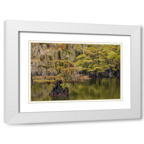 Bald Cypress tree draped in Spanish moss with fall colors Caddo Lake State Park-Uncertain-Texas White Modern Wood Framed Art Print with Double Matting by Jones, Adam