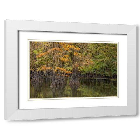 Bald Cypress tree draped in Spanish moss with fall colors Caddo Lake State Park-Uncertain-Texas White Modern Wood Framed Art Print with Double Matting by Jones, Adam