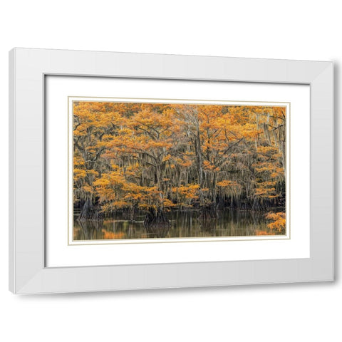 Bald Cypress tree draped in Spanish moss with fall colors Caddo Lake State Park-Uncertain-Texas White Modern Wood Framed Art Print with Double Matting by Jones, Adam