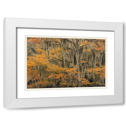 Bald Cypress tree draped in Spanish moss with fall colors Caddo Lake State Park-Uncertain-Texas White Modern Wood Framed Art Print with Double Matting by Jones, Adam
