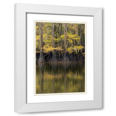 Bald Cypress tree draped in Spanish moss with fall colors Caddo Lake State Park-Uncertain-Texas White Modern Wood Framed Art Print with Double Matting by Jones, Adam