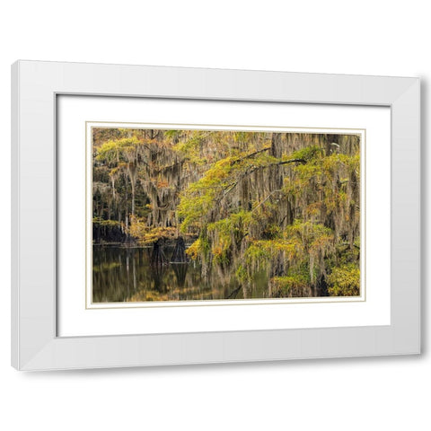 Bald Cypress tree draped in Spanish moss with fall colors Caddo Lake State Park-Uncertain-Texas White Modern Wood Framed Art Print with Double Matting by Jones, Adam