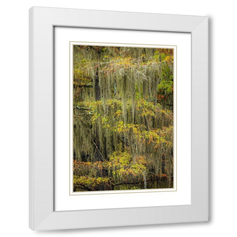 Bald Cypress tree draped in Spanish moss with fall colors Caddo Lake State Park-Uncertain-Texas White Modern Wood Framed Art Print with Double Matting by Jones, Adam