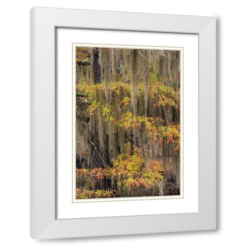 Bald Cypress tree draped in Spanish moss with fall colors Caddo Lake State Park-Uncertain-Texas White Modern Wood Framed Art Print with Double Matting by Jones, Adam