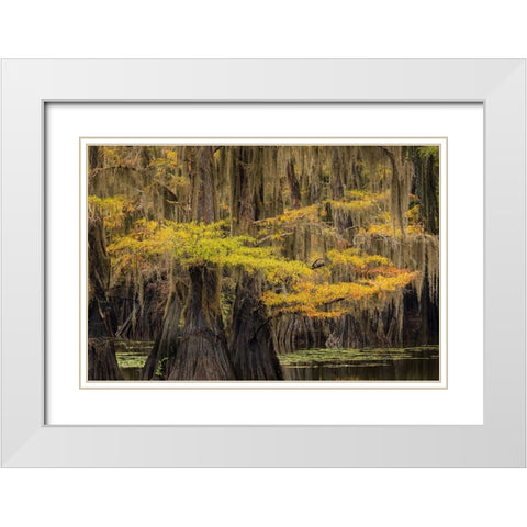 Bald Cypress tree draped in Spanish moss with fall colors Caddo Lake State Park-Uncertain-Texas White Modern Wood Framed Art Print with Double Matting by Jones, Adam