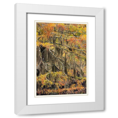 Bald Cypress tree draped in Spanish moss with fall colors Caddo Lake State Park-Uncertain-Texas White Modern Wood Framed Art Print with Double Matting by Jones, Adam