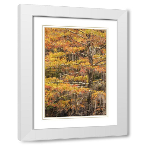 Bald Cypress tree draped in Spanish moss with fall colors Caddo Lake State Park-Uncertain-Texas White Modern Wood Framed Art Print with Double Matting by Jones, Adam