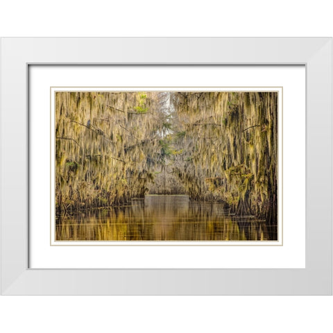 Bald cypress trees draped in Spanish moss in autumn lining Government Ditch Caddo Lake White Modern Wood Framed Art Print with Double Matting by Jones, Adam