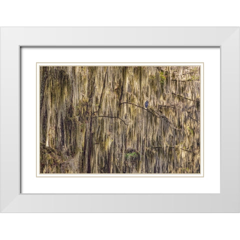 Bald cypress trees draped in Spanish moss and Great blue heron Caddo Lake-Uncertain-Texas White Modern Wood Framed Art Print with Double Matting by Jones, Adam