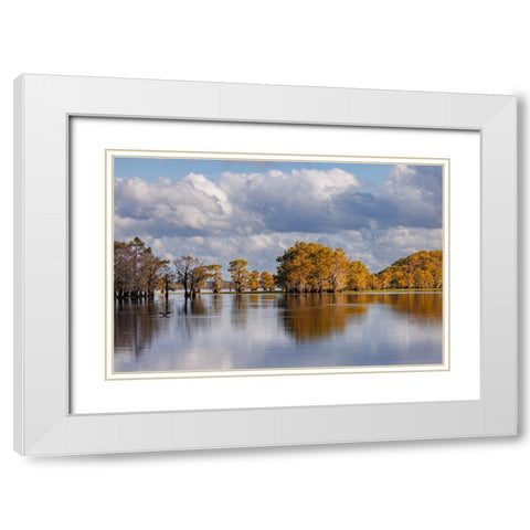 Bald cypress trees in autumn Caddo Lake-Uncertain-Texas White Modern Wood Framed Art Print with Double Matting by Jones, Adam