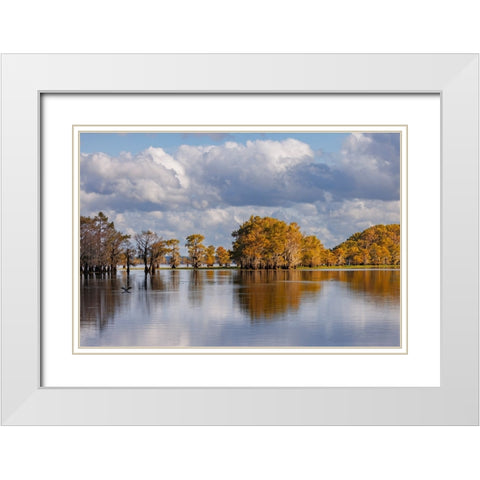 Bald cypress trees in autumn Caddo Lake-Uncertain-Texas White Modern Wood Framed Art Print with Double Matting by Jones, Adam