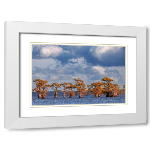 Bald cypress trees in autumn Caddo Lake-Uncertain-Texas White Modern Wood Framed Art Print with Double Matting by Jones, Adam