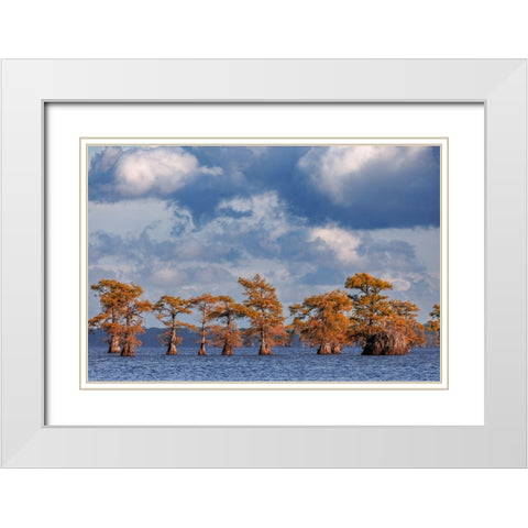 Bald cypress trees in autumn Caddo Lake-Uncertain-Texas White Modern Wood Framed Art Print with Double Matting by Jones, Adam