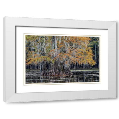 Bald cypress trees in autumn Caddo Lake-Uncertain-Texas White Modern Wood Framed Art Print with Double Matting by Jones, Adam