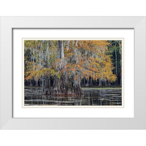 Bald cypress trees in autumn Caddo Lake-Uncertain-Texas White Modern Wood Framed Art Print with Double Matting by Jones, Adam