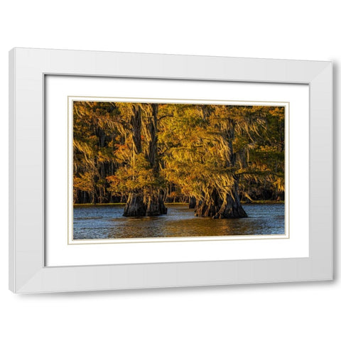 Bald cypress trees in autumn colors at sunset Caddo Lake-Uncertain-Texas White Modern Wood Framed Art Print with Double Matting by Jones, Adam