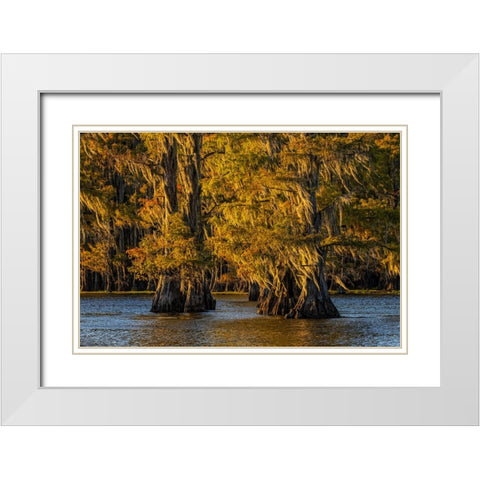 Bald cypress trees in autumn colors at sunset Caddo Lake-Uncertain-Texas White Modern Wood Framed Art Print with Double Matting by Jones, Adam
