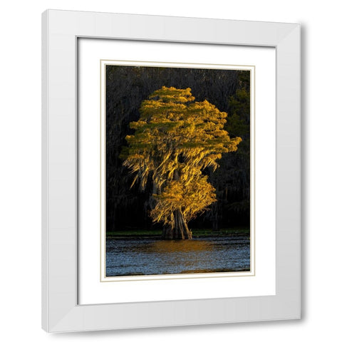 Bald cypress trees in autumn colors at sunset Caddo Lake-Uncertain-Texas White Modern Wood Framed Art Print with Double Matting by Jones, Adam